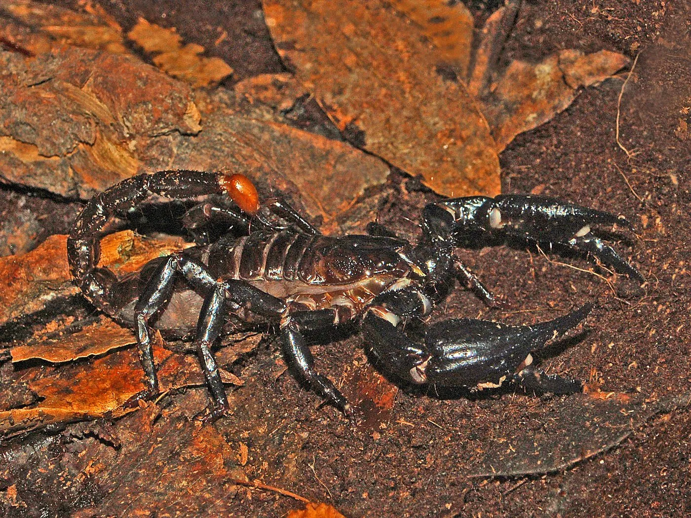 Asiatischer Waldskorpion (Heterometrus spinifer)