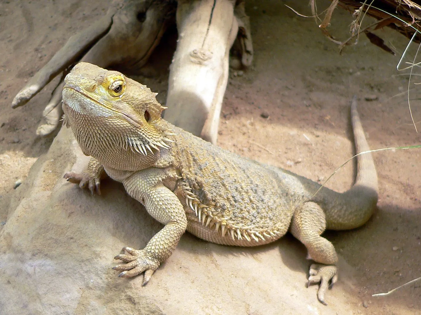 Bartagame (Pogona vitticeps)