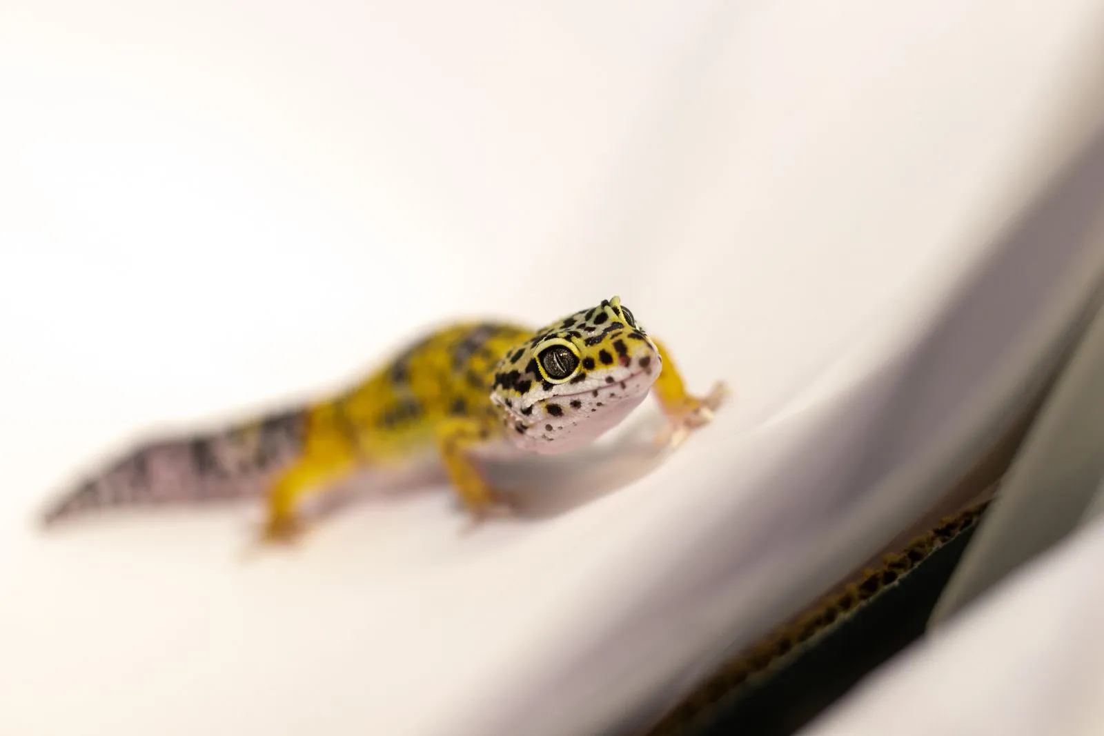 Leopardgecko auf hellem Untergrund