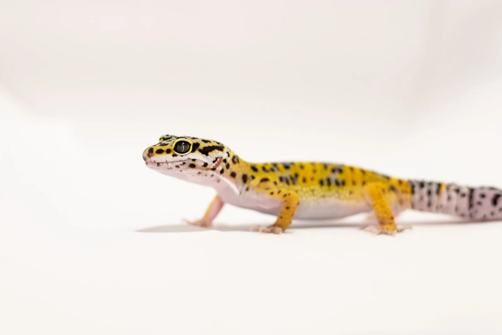 Leopardgecko vor hellem Hintergrund
