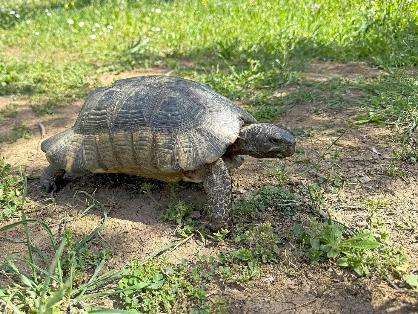 Breitrandschildkröte (Testudo marginata) im Freigehege