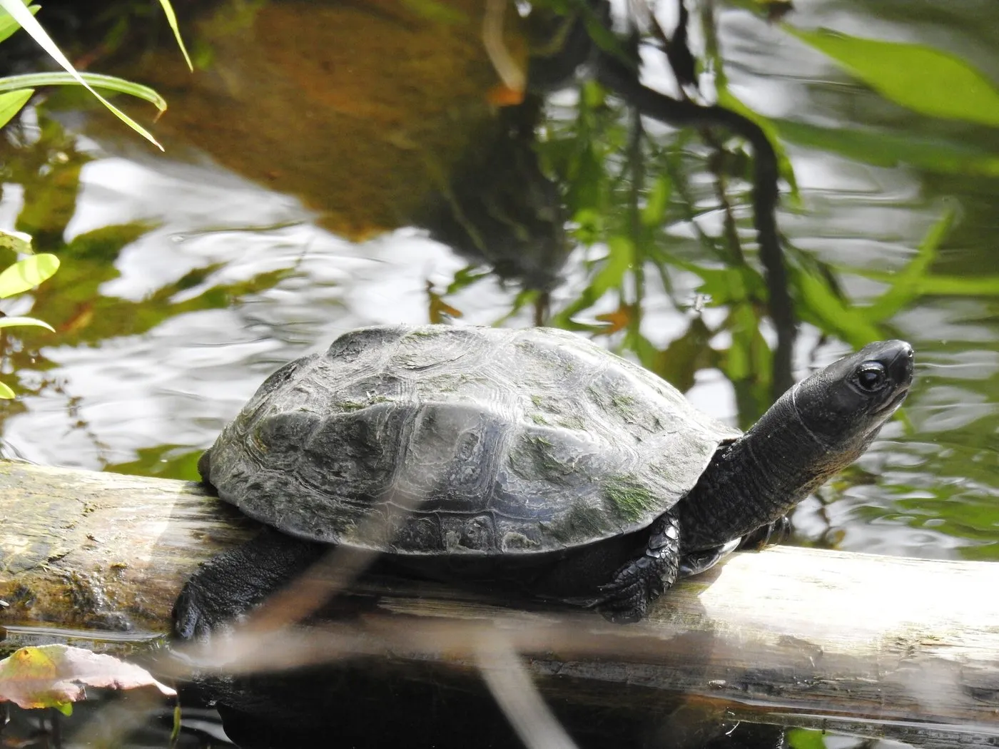 Chinesische Dreikielschildkröte (Mauremys reevesii) auf einem Ast im Wasser