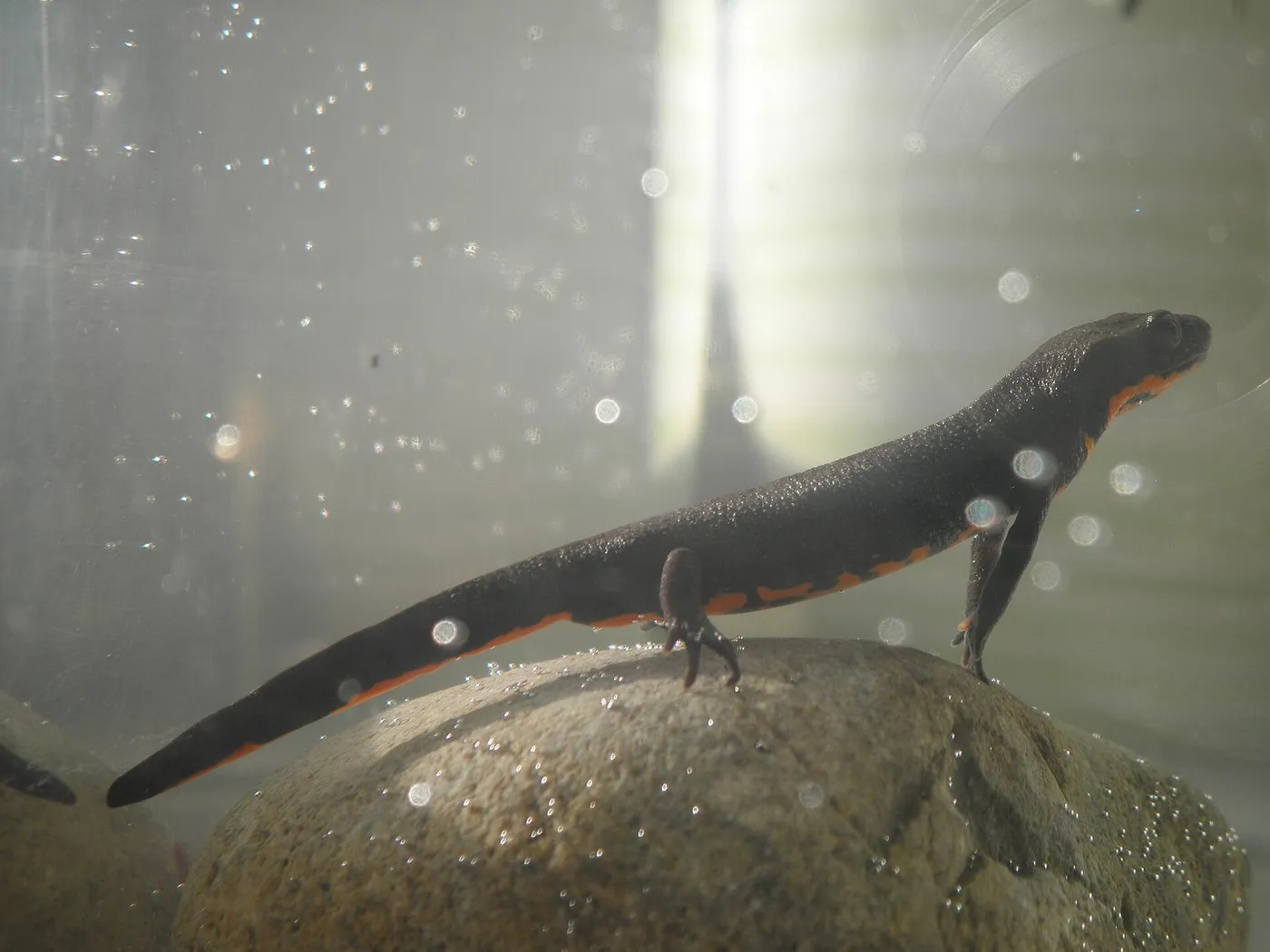 Chinesischer Feuerbauchmolch (Cynops orientalis) auf einem Stein unter Wasser