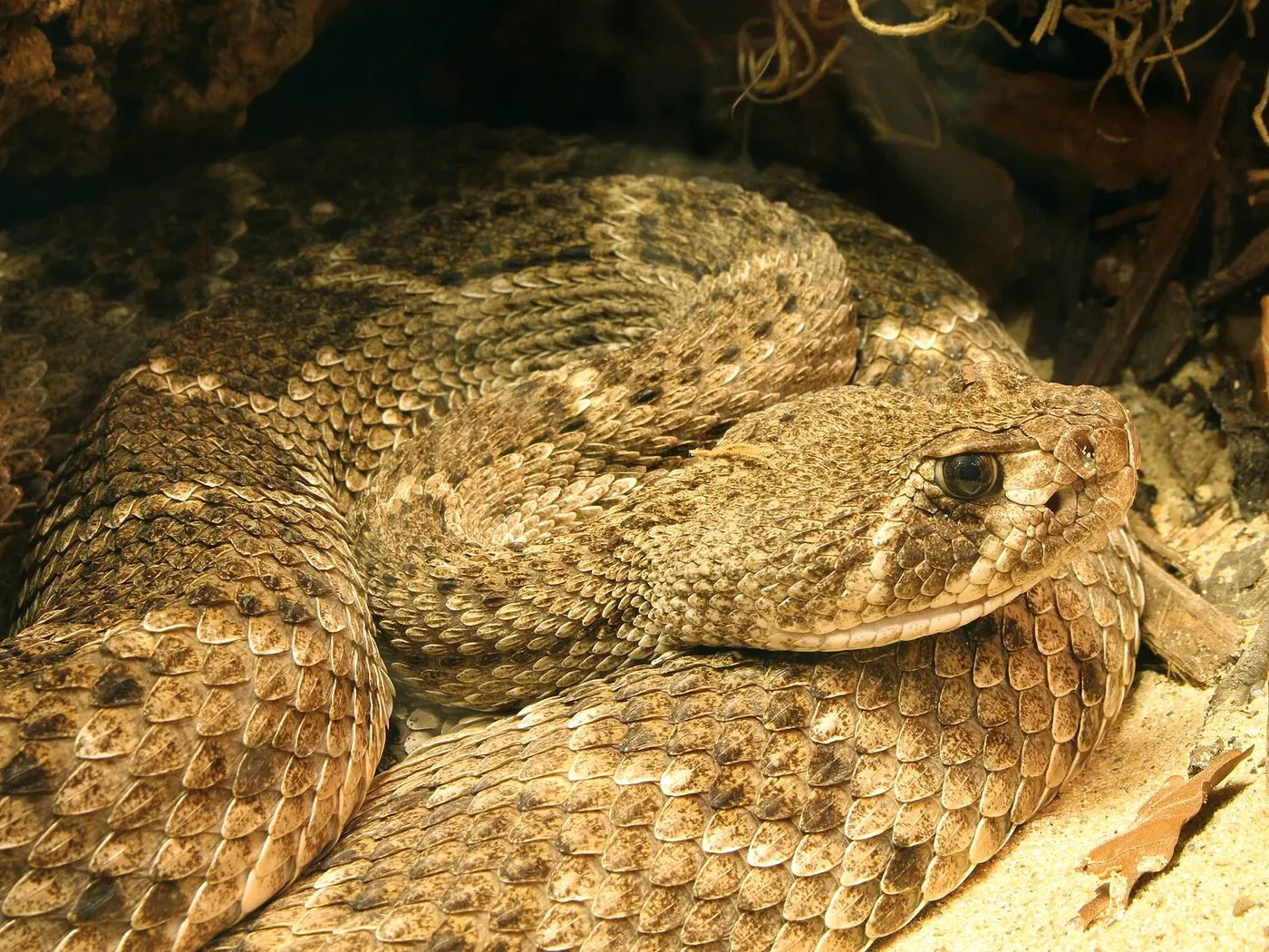 Texas-Klapperschlange (Crotalus atrox)