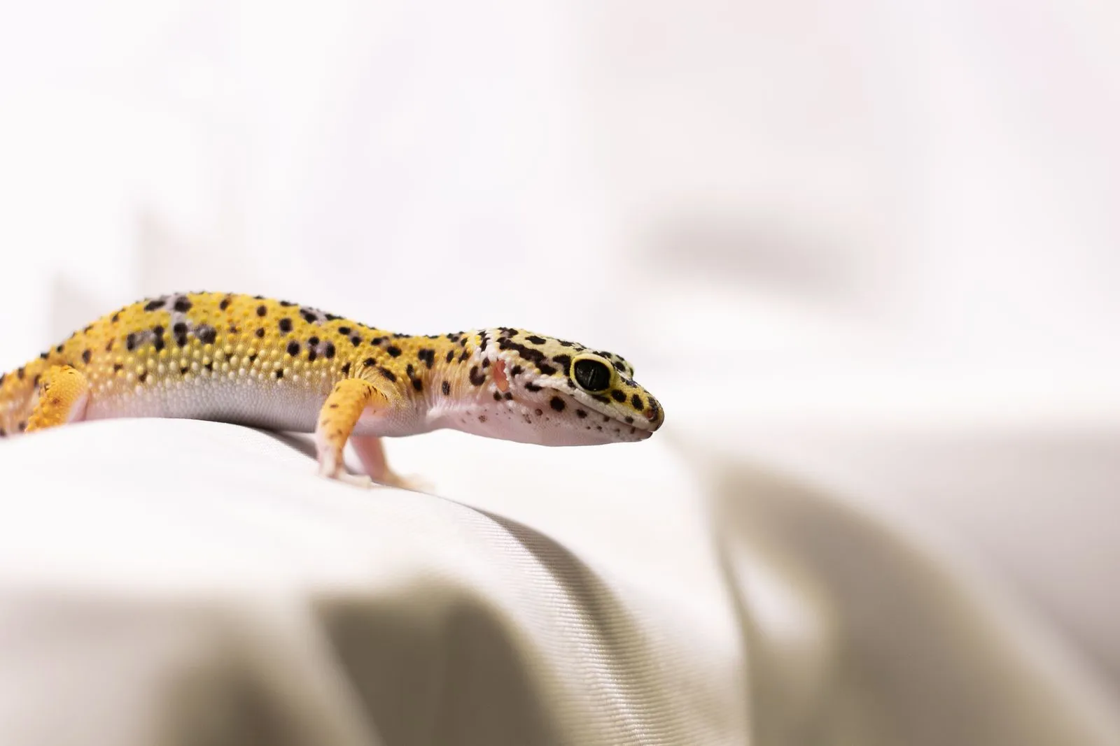 Leopardgecko auf hellem Untergrund