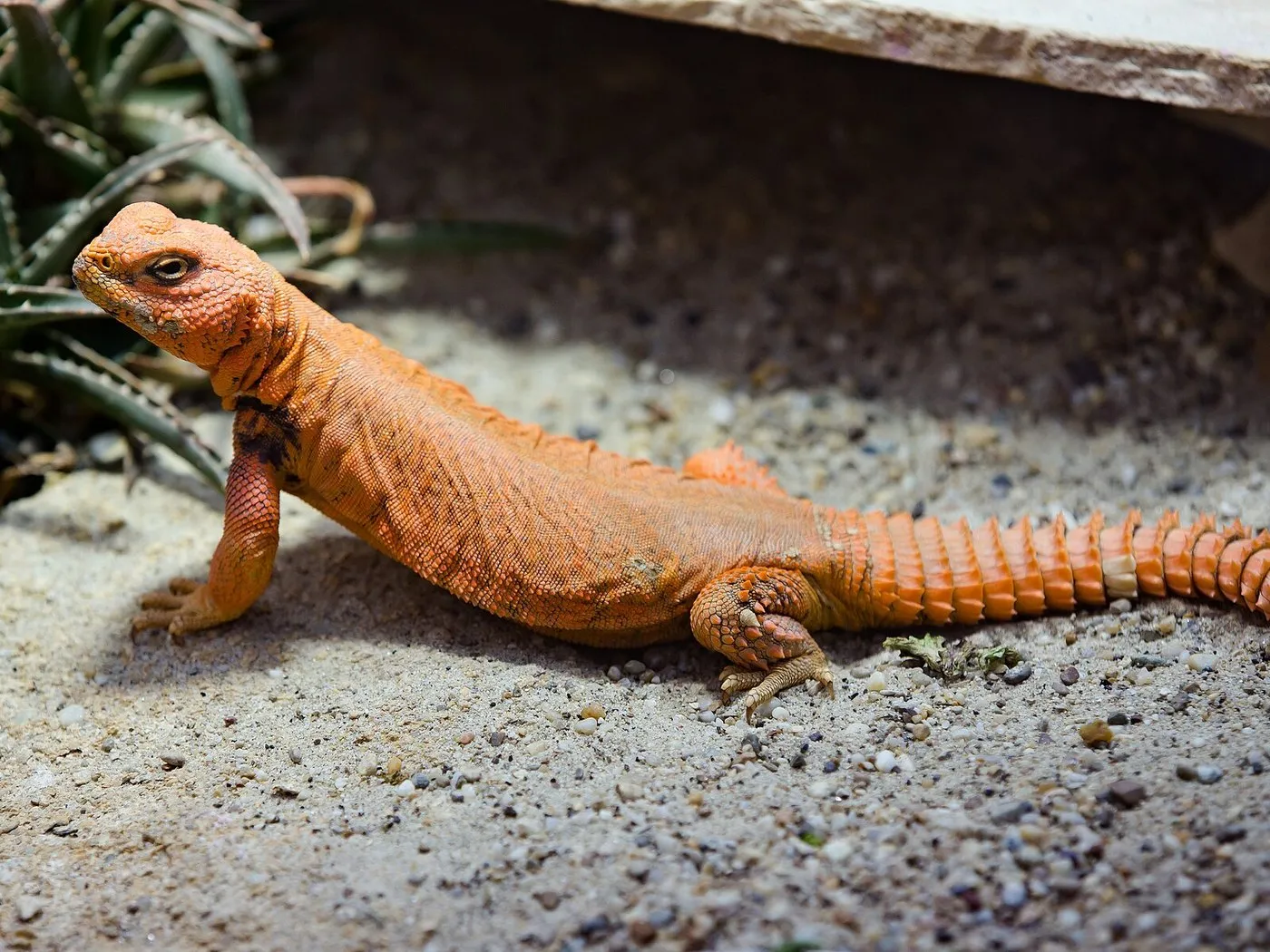 Sahara-Dornschwanzagame (Uromastyx geyri) auf Sand
