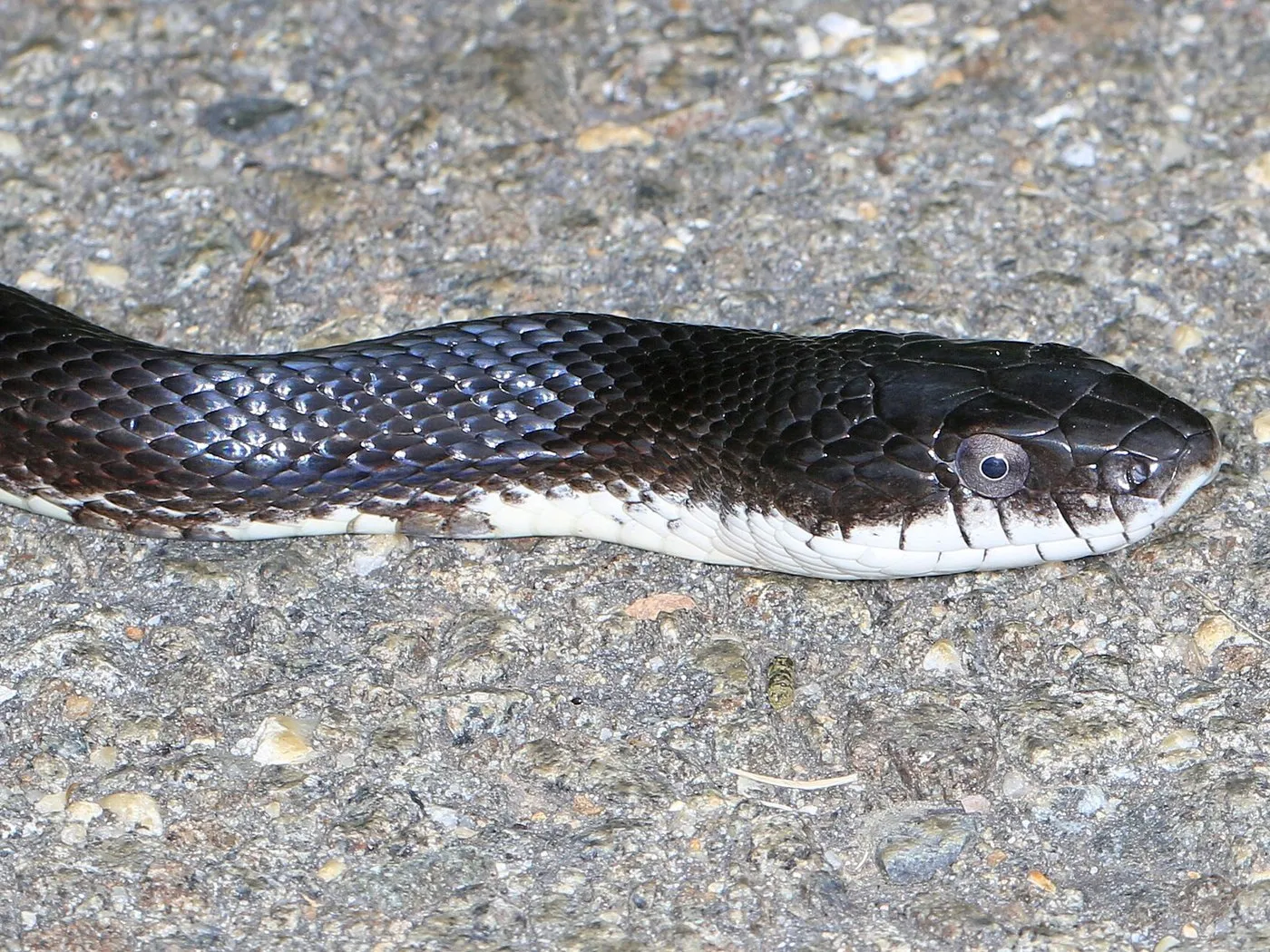 Erdnatter (Pantherophis obsoletus)
