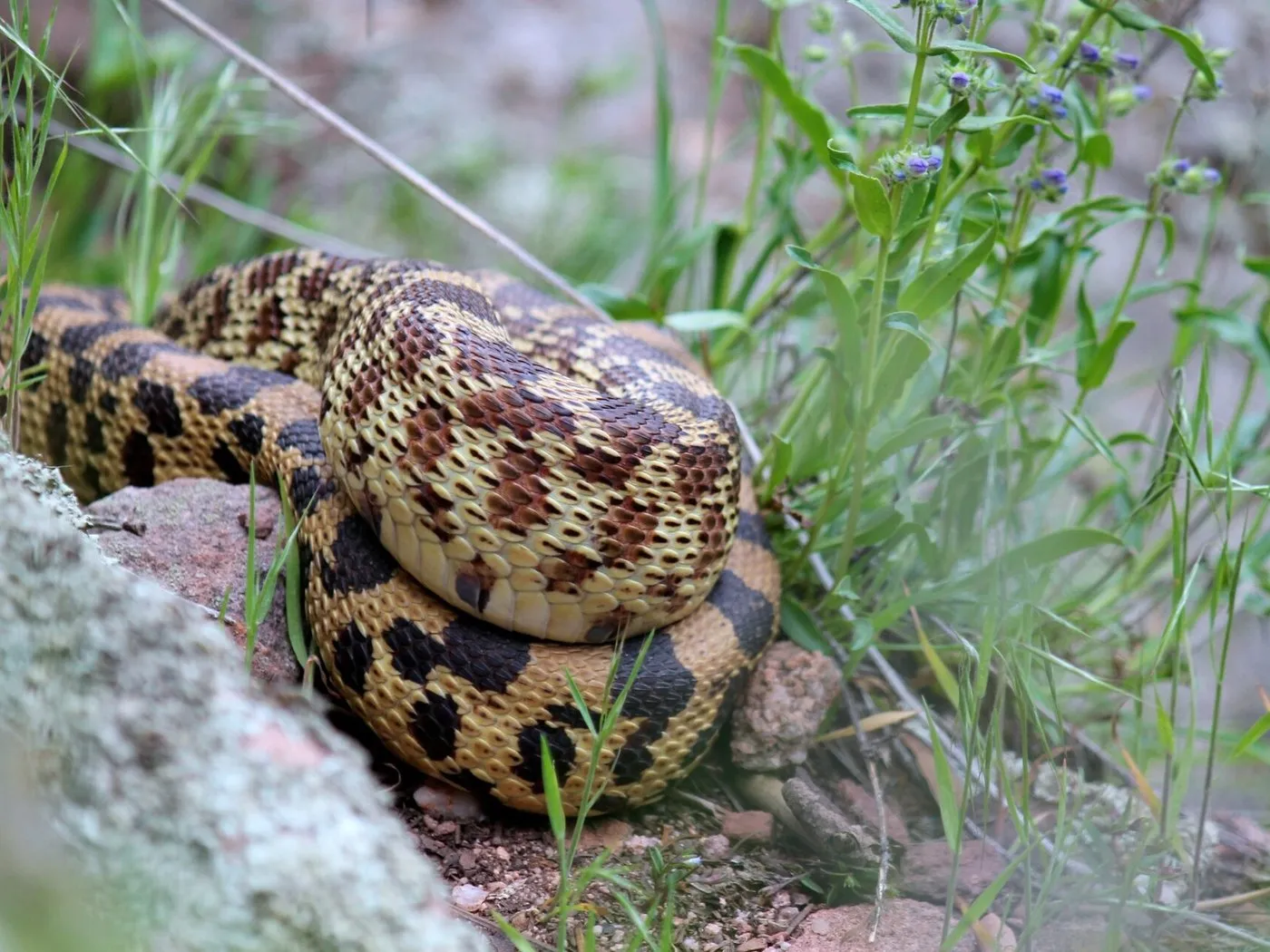 Gophernatter (Pituophis catenifer) zusammengerollt zwischen Gräsern