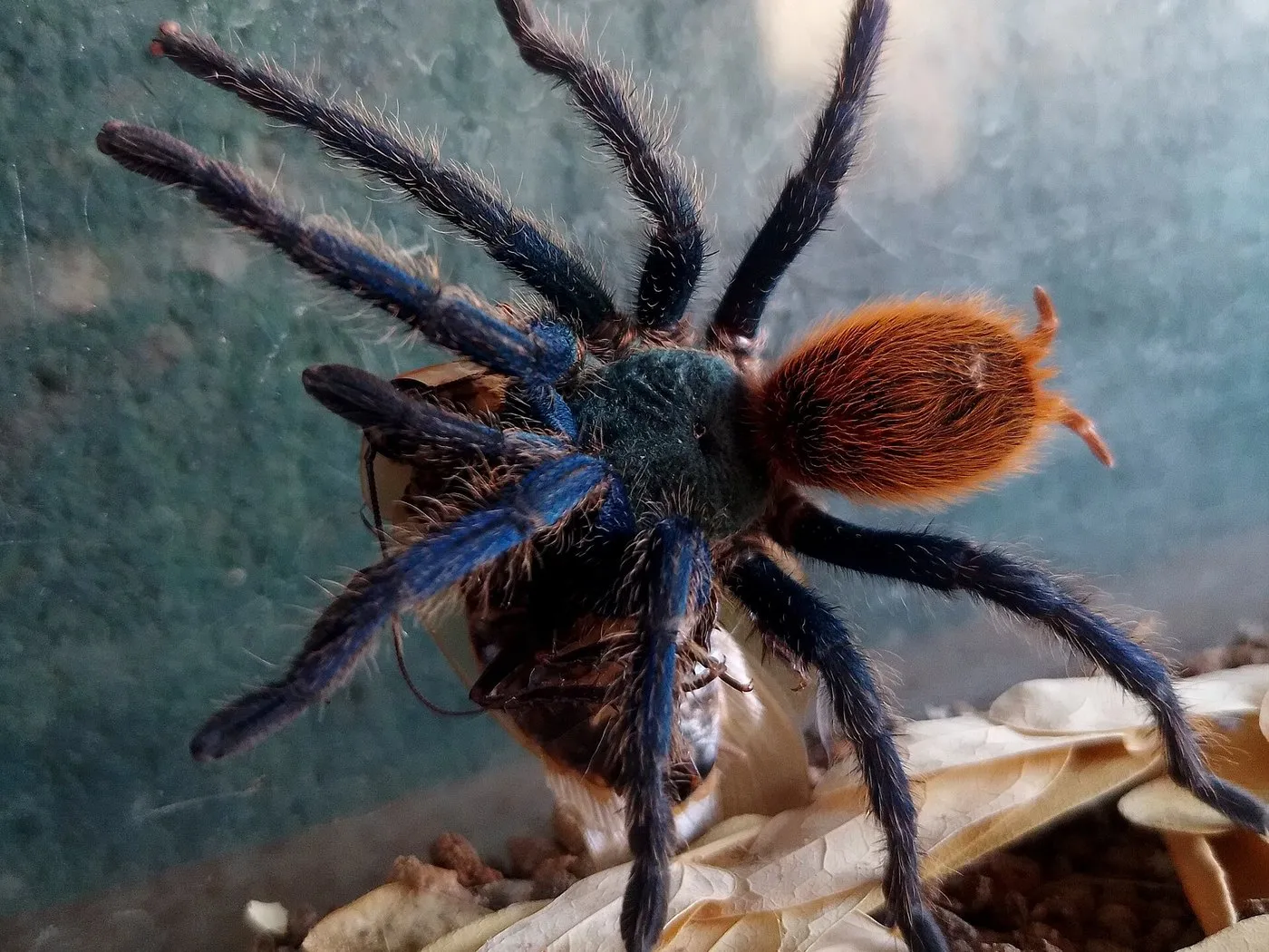 Grünblaue Vogelspinne (Chromatopelma cyaneopubescens) mit blauen Beinen und orangem Hinterleib