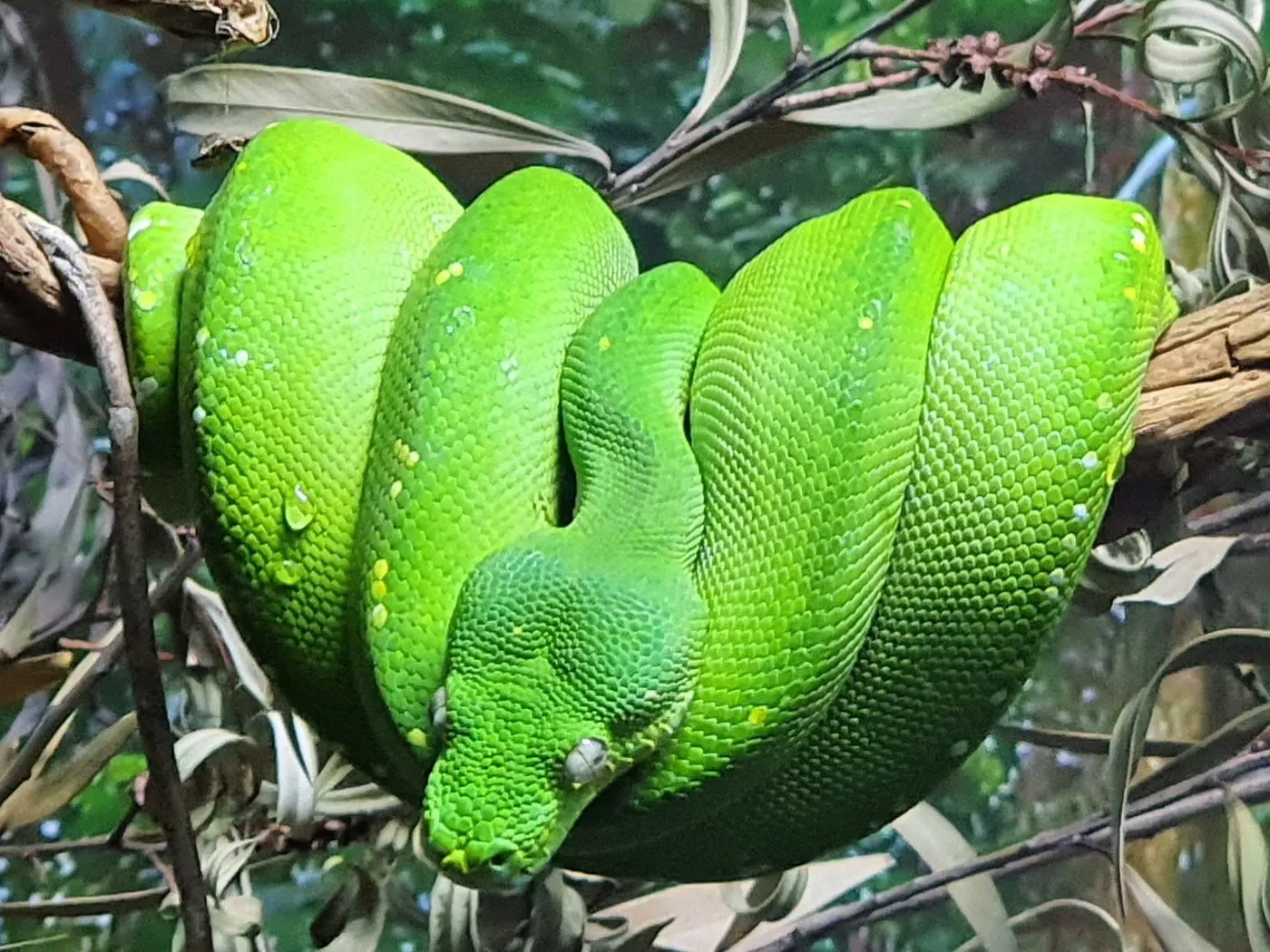 Grüner Baumpython (Morelia viridis)