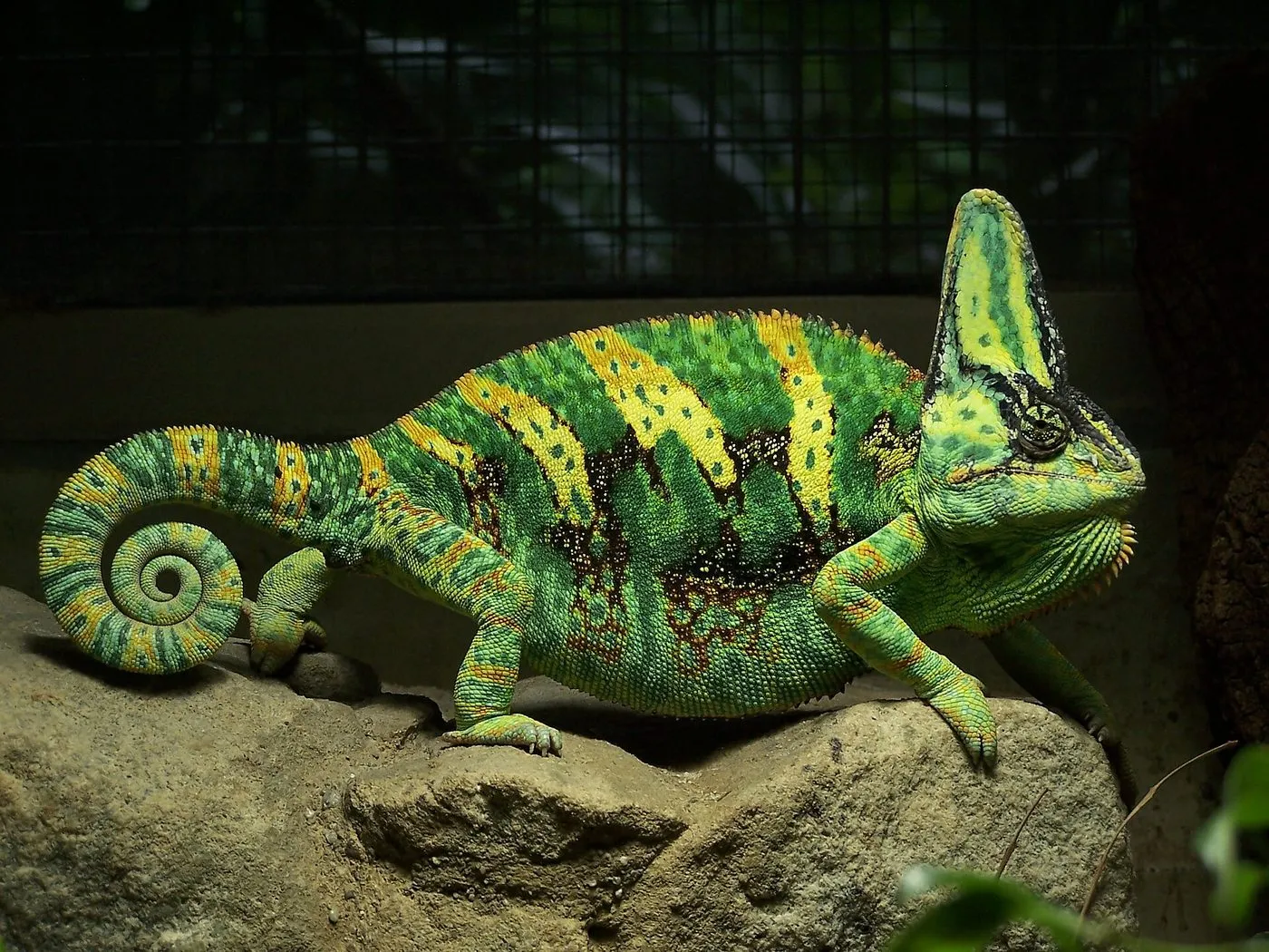 Jemenchamäleon (Chamaeleo calyptratus)