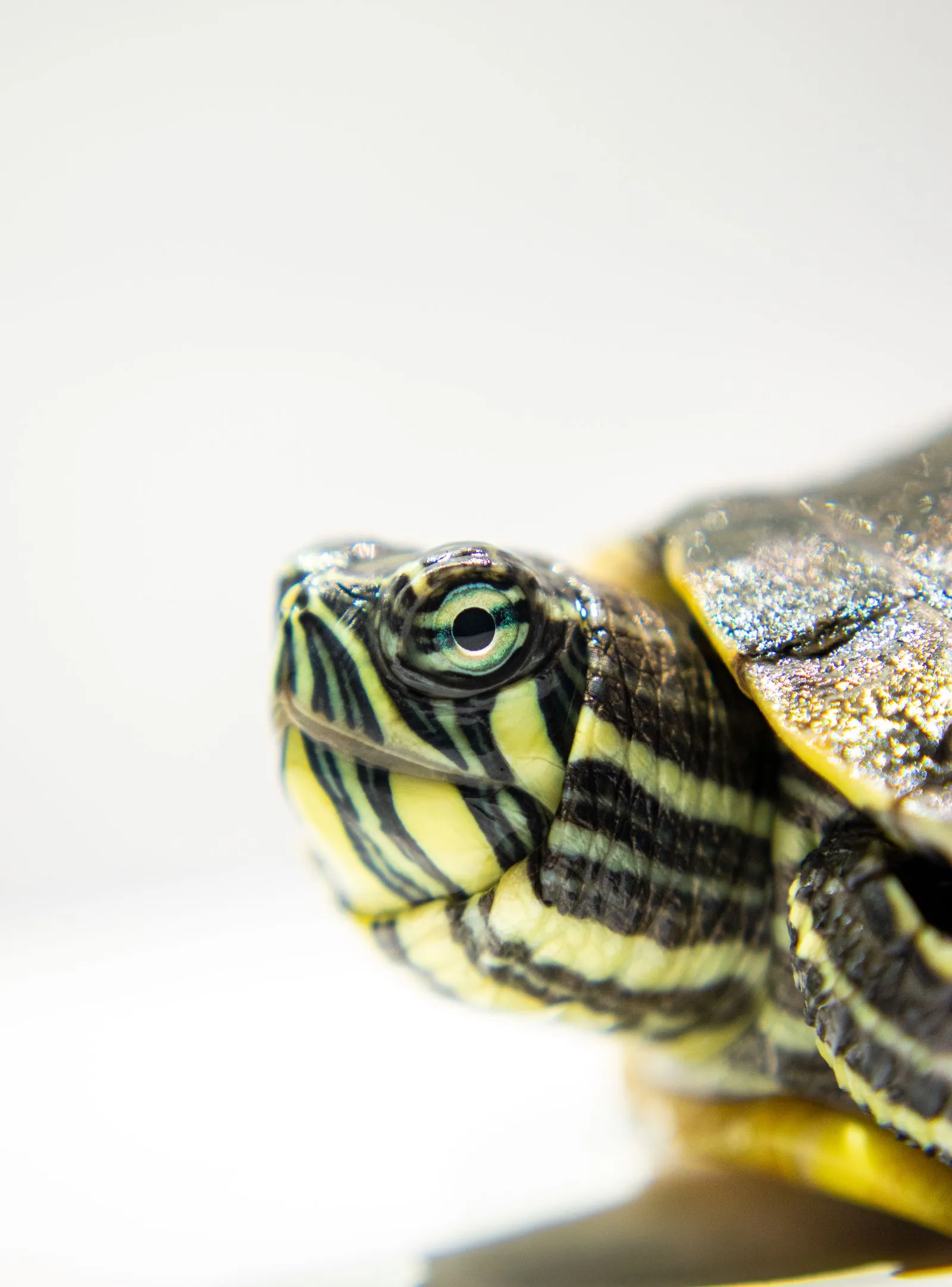 Kopf einer Schmuckschildkröte vor hellem Hintergrund