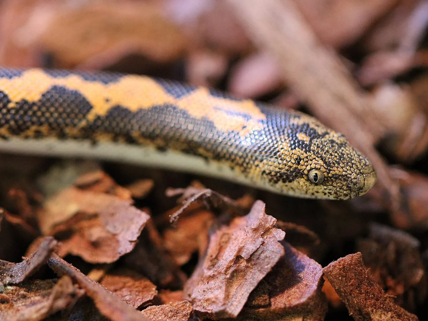 Kenianische Sandboa (Eryx colubrinus)