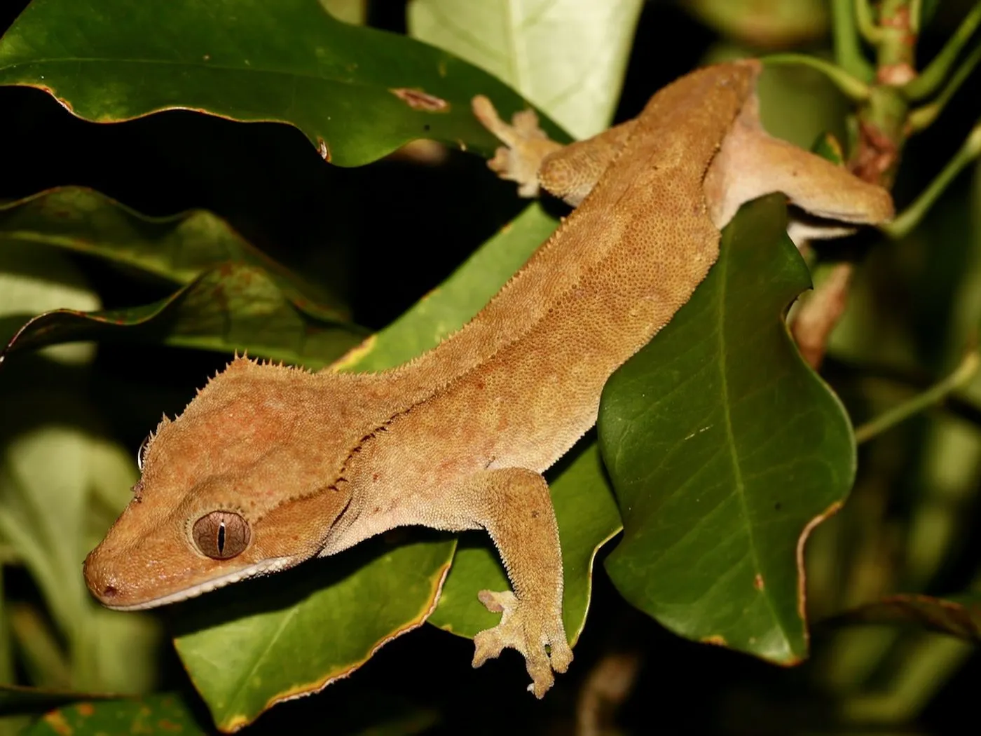 Kronengecko (Correlophus ciliatus)