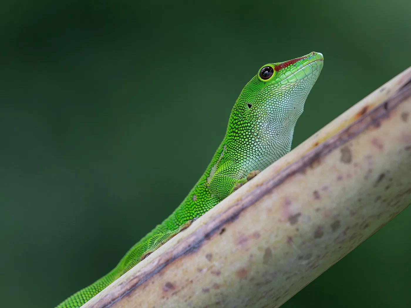Grosser Madagaskar-Taggecko (Phelsuma grandis)