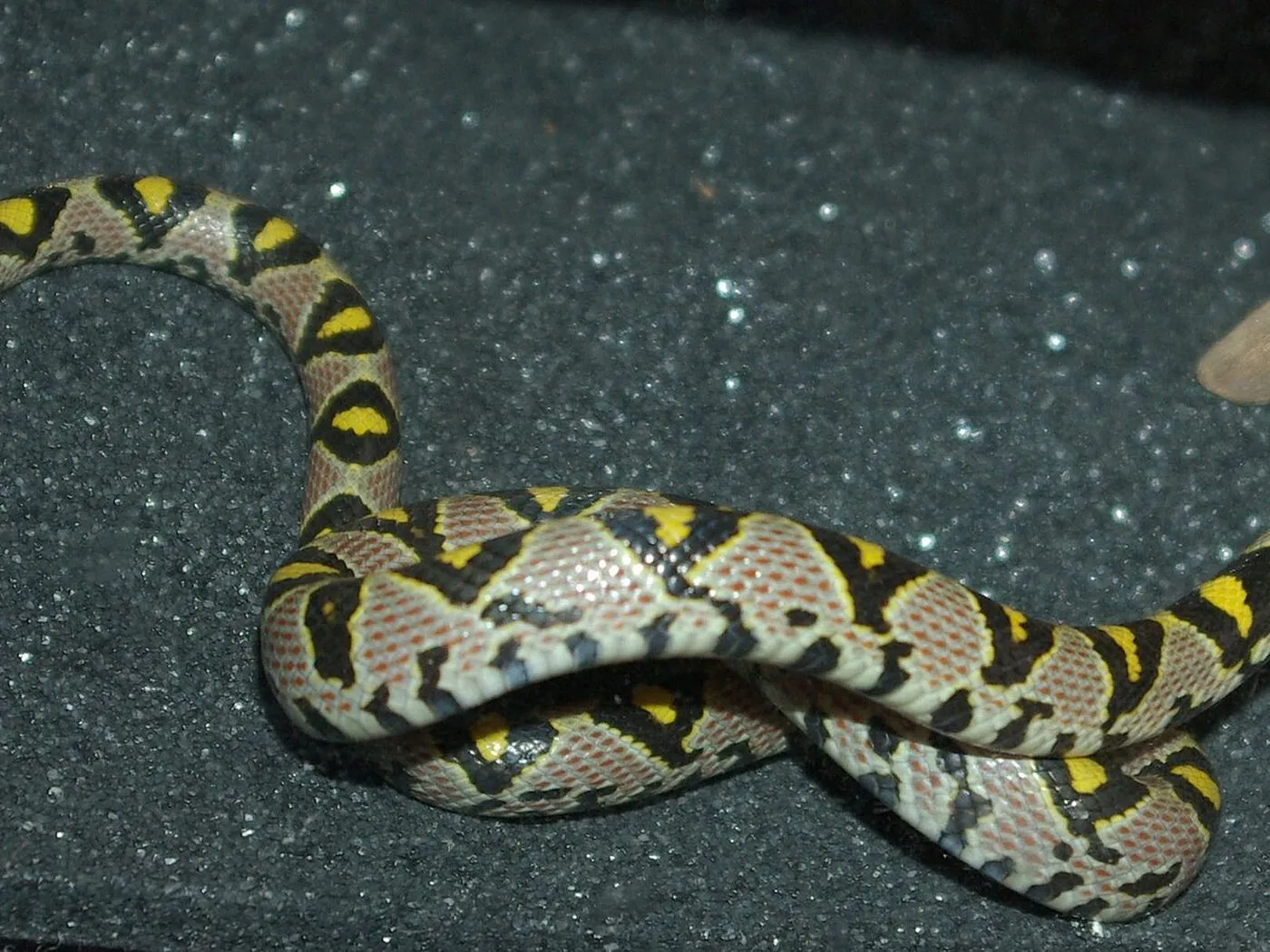 Mandarinnatter (Euprepiophis mandarinus)