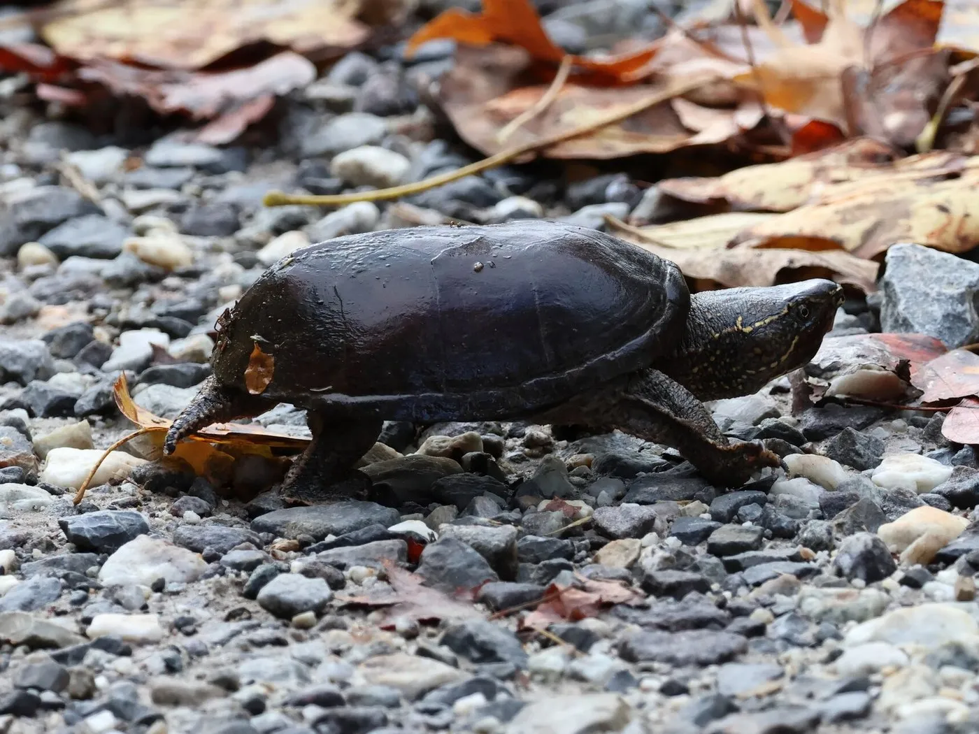 Gewöhnliche Moschusschildkröte (Sternotherus odoratus) am Ufer
