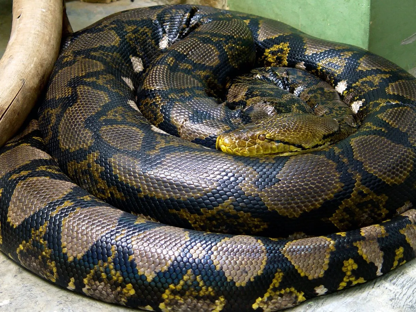 Netzpython (Malayopython reticulatus)