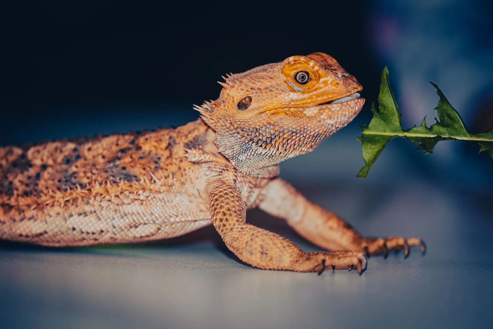 Bartagame neben einem grünen Blatt