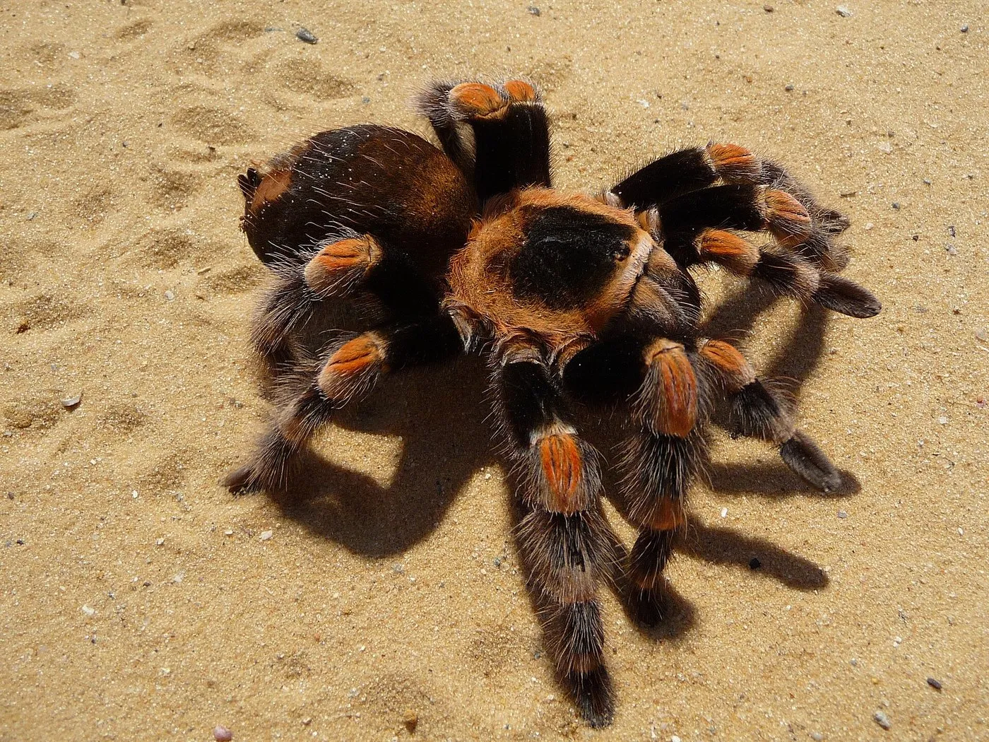 Rotknie-Vogelspinne (Brachypelma smithi) mit orangeroten Beingelenken auf Sand