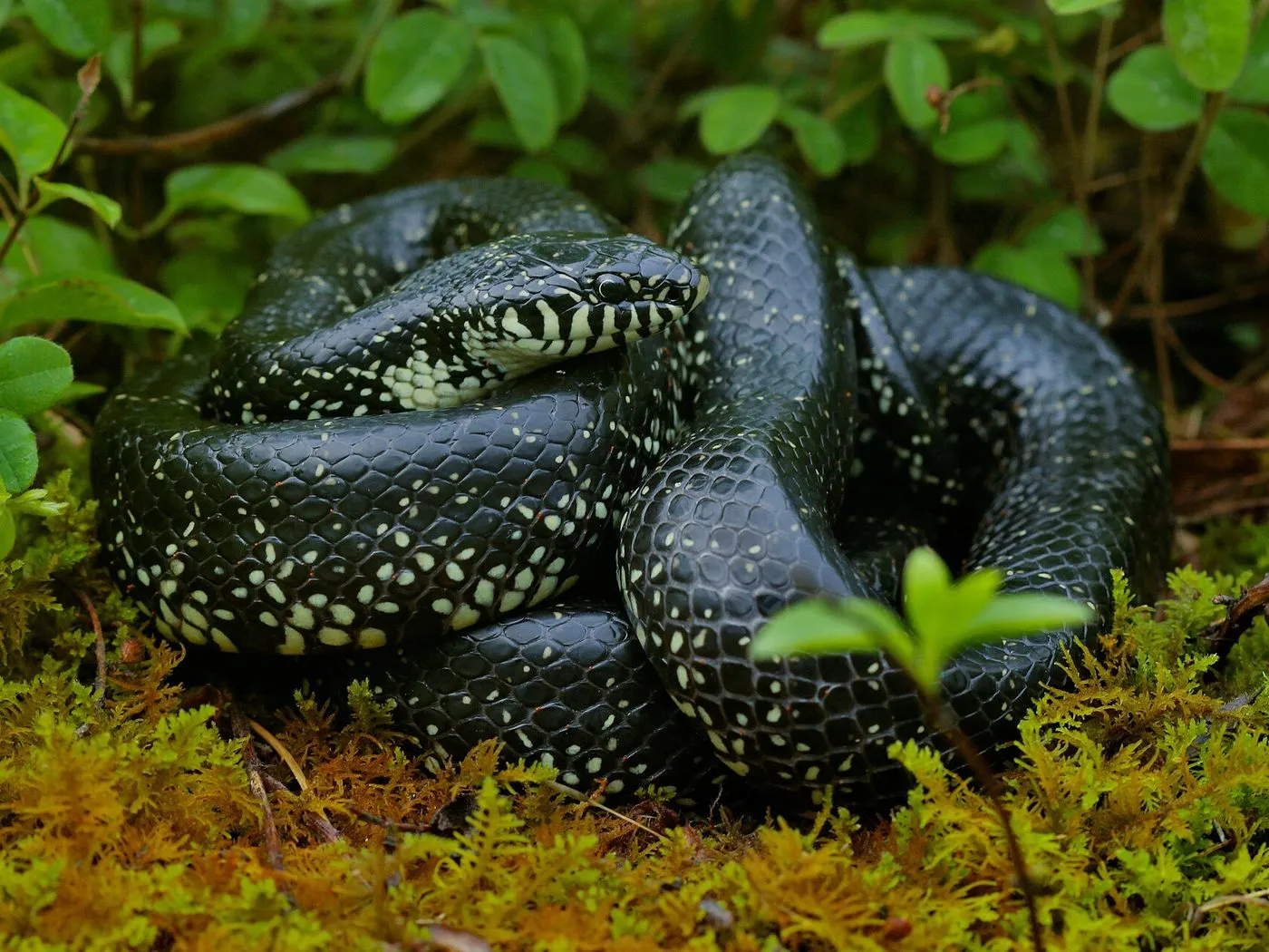 Schwarze Königsnatter (Lampropeltis nigra)