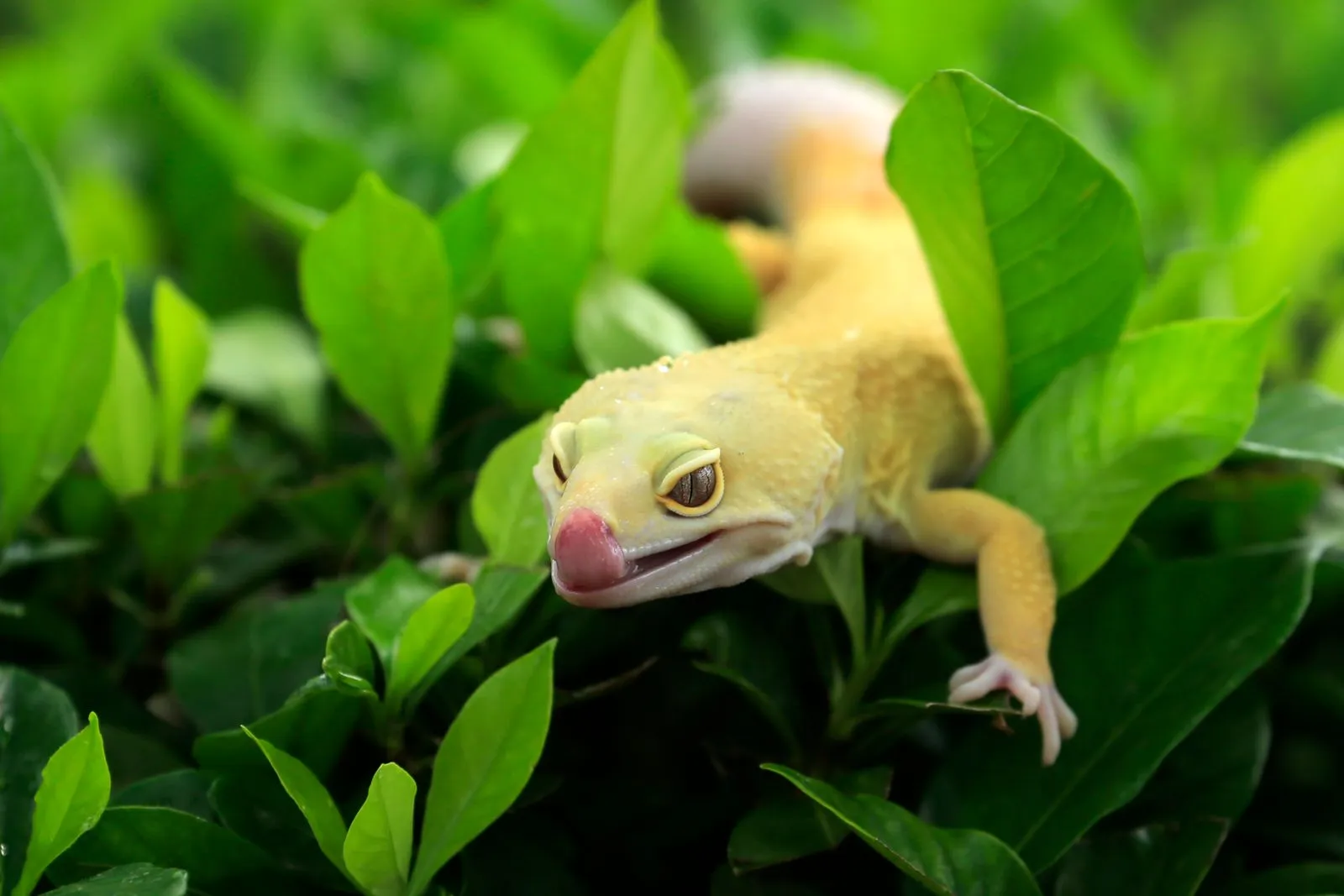 Gecko zwischen grünen Blättern