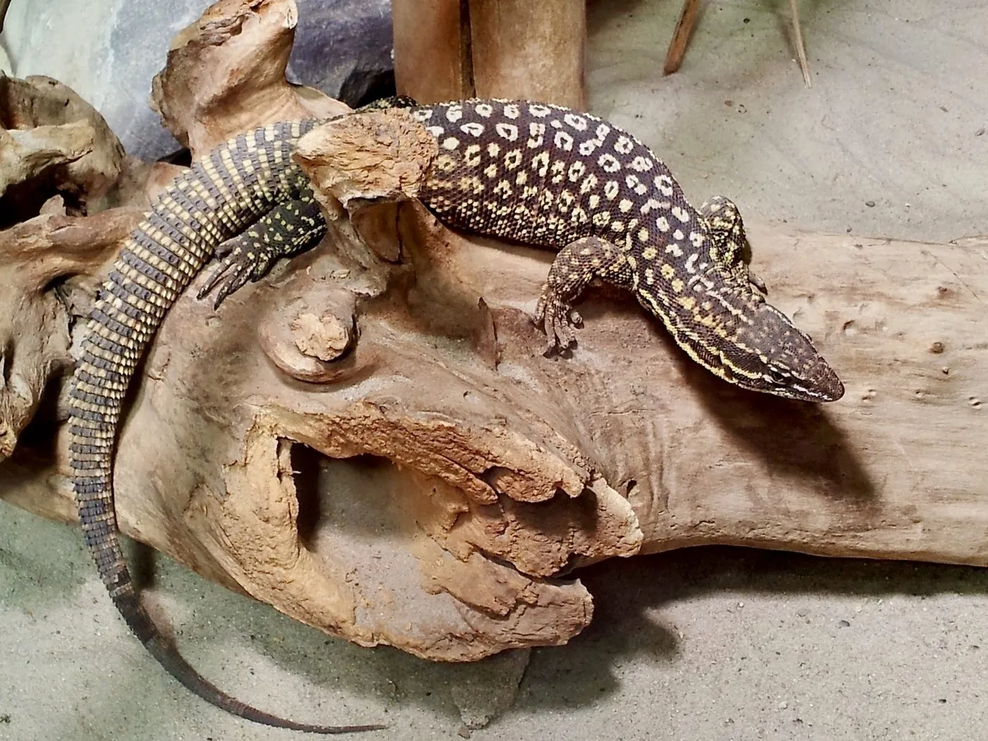 Stachelschwanzwaran (Varanus acanthurus) auf einer Wurzel