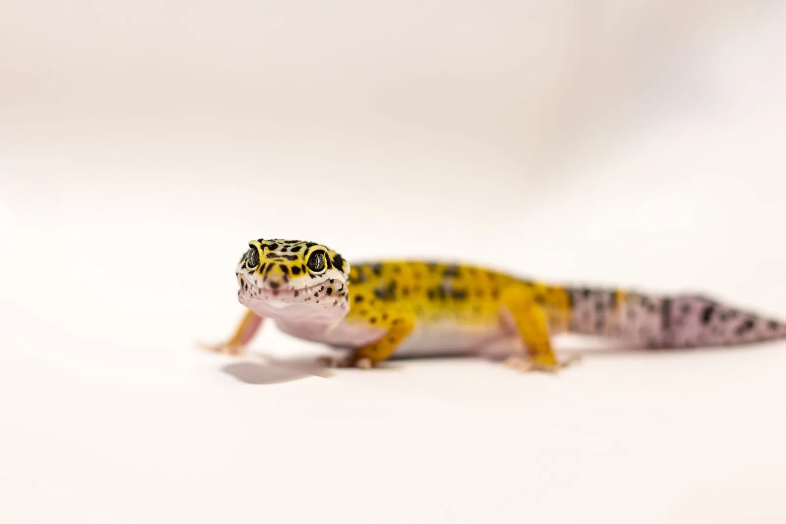 Leopardgecko von vorn vor hellem Hintergrund