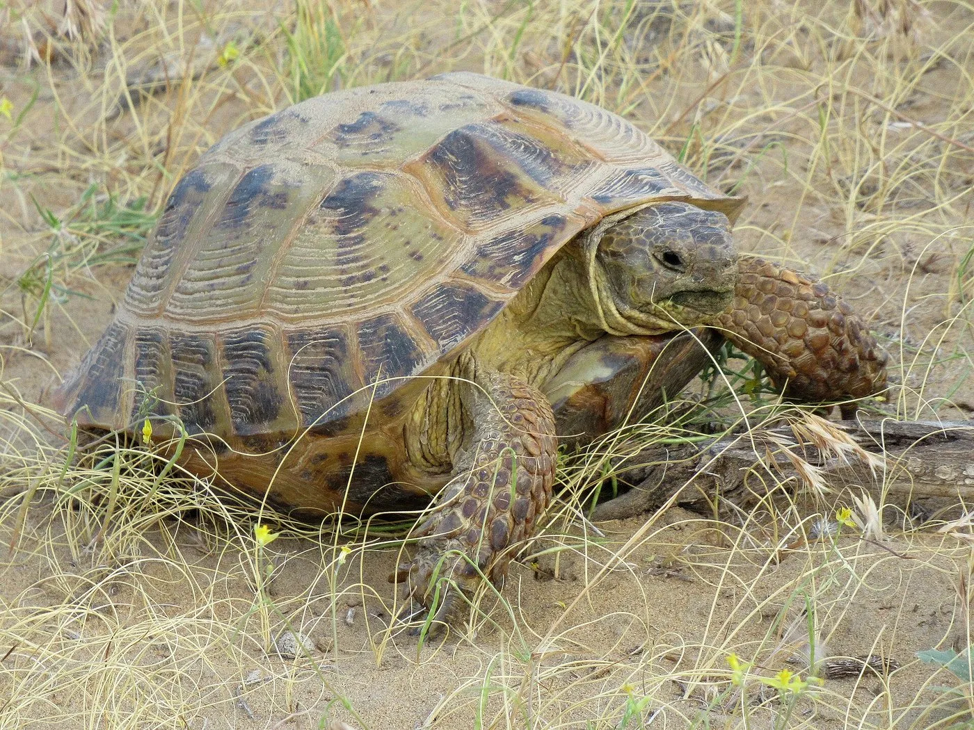 Steppenschildkröte (Testudo horsfieldii) in trockener Steppe
